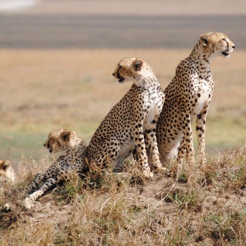 Day-4_Serengeti-National-Park-1500x1000