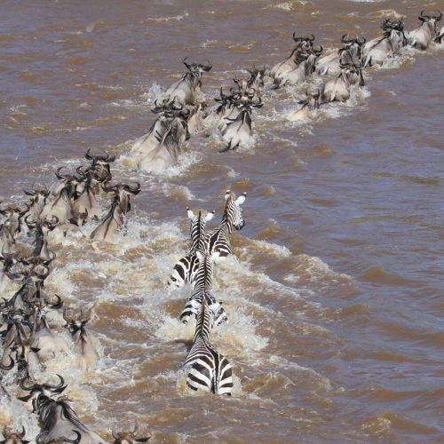 serengeti-mara-river-crossing-east-safaris-1500x900