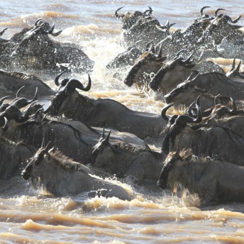 serengeti-mara-river-east-safaris-600x600