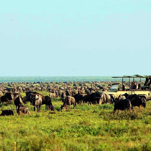 the-great-wildebeest-migration-serengeti-ndutu-1500x765